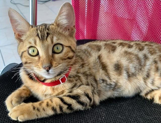 “比狗还忠诚的5种猫”，一生只认一个主人！