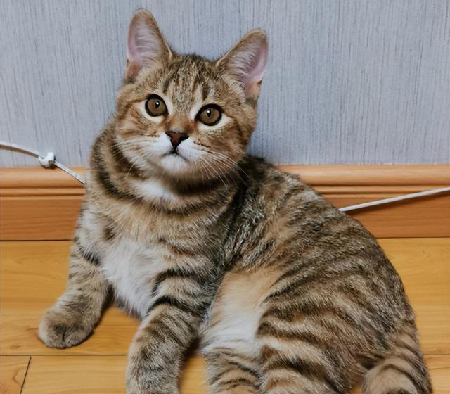 “比狗还忠诚的5种猫”，一生只认一个主人！