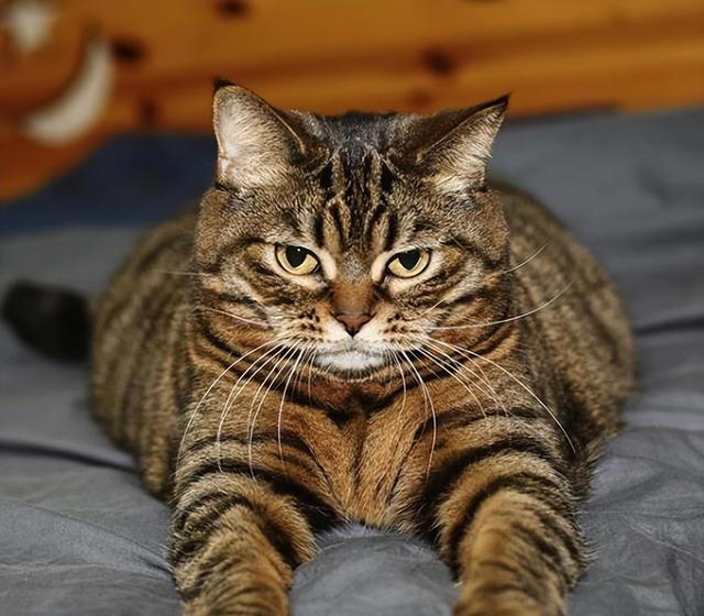 “比狗还忠诚的5种猫”，一生只认一个主人！