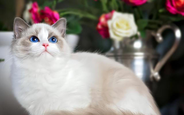 “比狗还忠诚的5种猫”，一生只认一个主人！