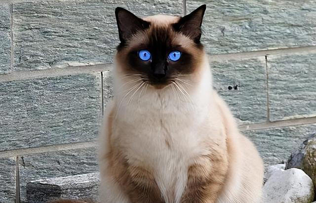 “比狗还忠诚的5种猫”，一生只认一个主人！