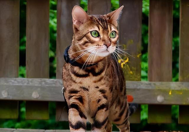 “比狗还忠诚的5种猫”，一生只认一个主人！