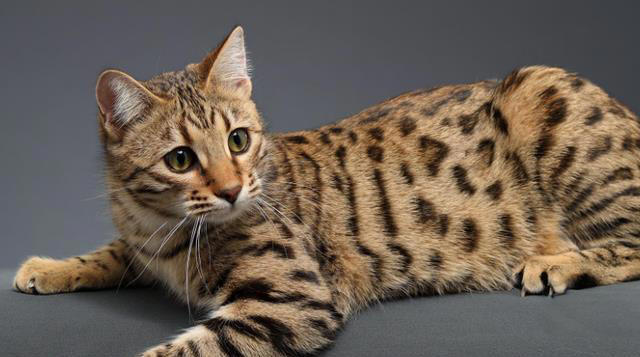 “比狗还忠诚的5种猫”，一生只认一个主人！