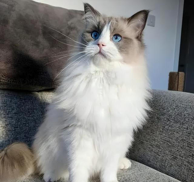 “比狗还忠诚的5种猫”，一生只认一个主人！