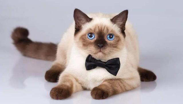 “比狗还忠诚的5种猫”，一生只认一个主人！