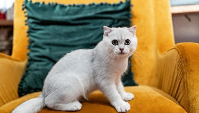 忠诚、低毛、好打理！5种猫咪是女生上班族的完美宠物选择！