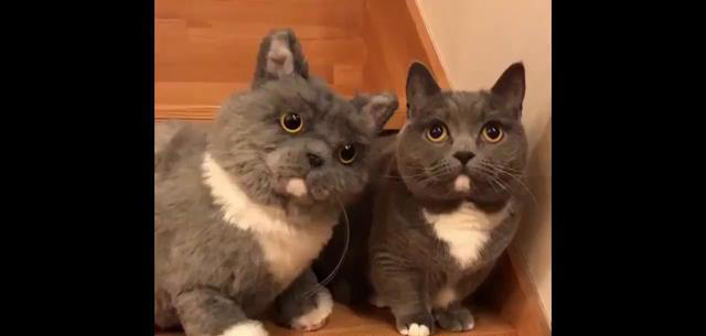 忠诚、低毛、好打理！5种猫咪是女生上班族的完美宠物选择！