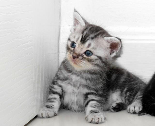 忠诚、低毛、好打理！5种猫咪是女生上班族的完美宠物选择！