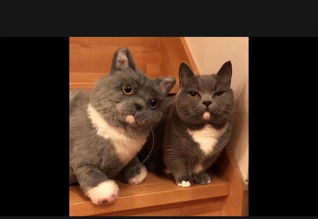 忠诚、低毛、好打理！5种猫咪是女生上班族的完美宠物选择！