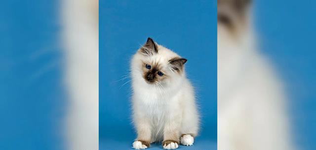 忠诚、低毛、好打理！5种猫咪是女生上班族的完美宠物选择！