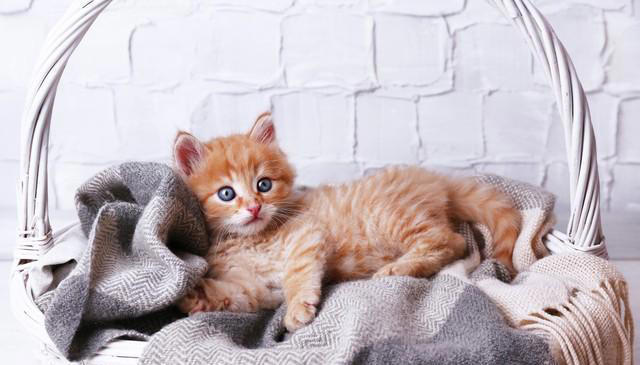 忠诚、低毛、好打理！5种猫咪是女生上班族的完美宠物选择！