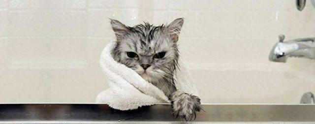 给猫咪洗澡简直就是受罪，真不知道该怎么办？
