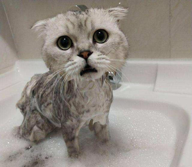 给猫咪洗澡简直就是受罪，真不知道该怎么办？