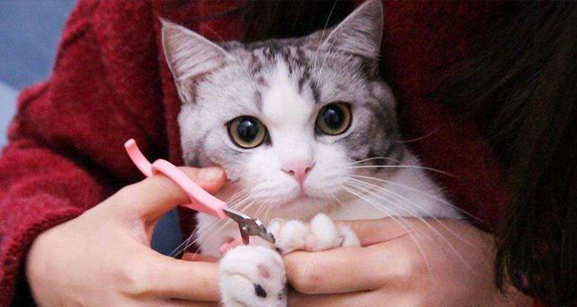 给猫咪洗澡简直就是受罪，真不知道该怎么办？