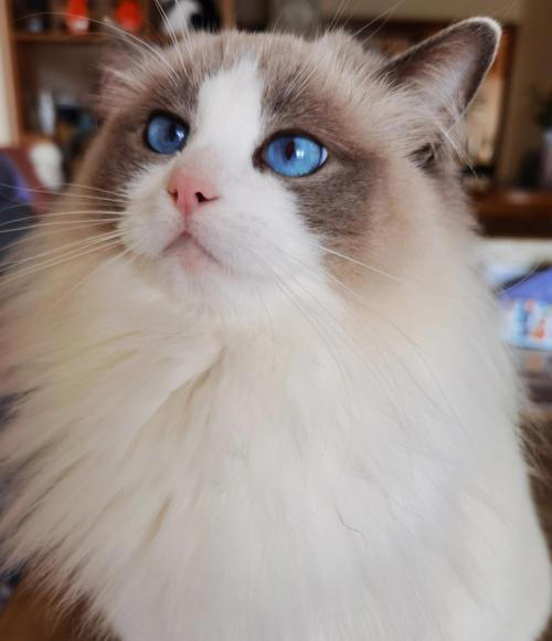 公猫和母猫的差别：真实而有趣的观察