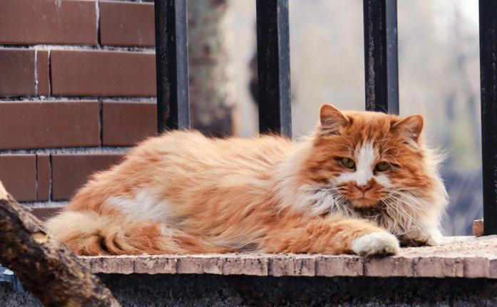 公猫和母猫的差别：真实而有趣的观察