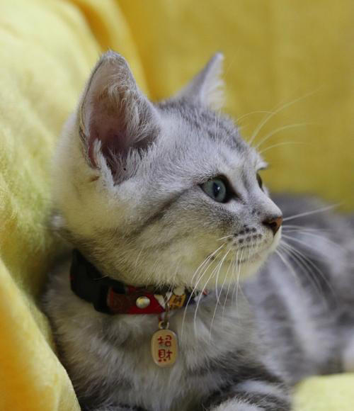 公猫和母猫的差别：真实而有趣的观察