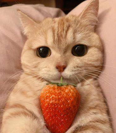 公猫和母猫的差别：真实而有趣的观察