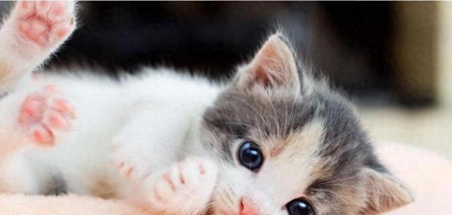 猫咪的肉垫颜色为什么不一样？