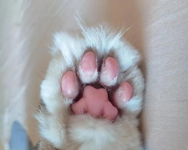 猫咪的肉垫颜色为什么不一样？