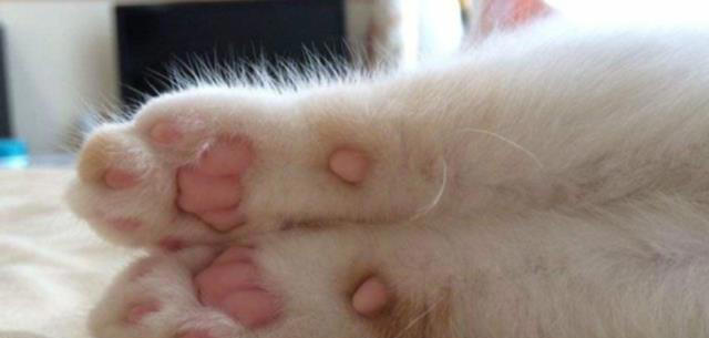 猫咪的肉垫颜色为什么不一样？