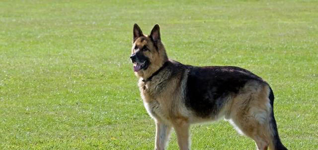 最通人性的五种狗，你对它好，它用一生报答