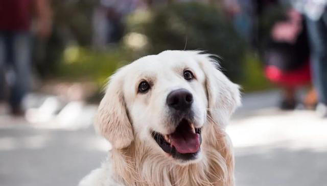 最通人性的五种狗，你对它好，它用一生报答