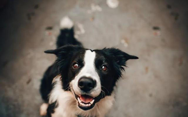 最通人性的五种狗，你对它好，它用一生报答