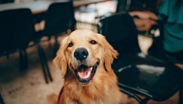 最通人性的五种狗，你对它好，它用一生报答