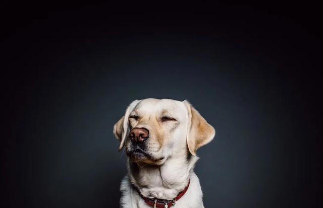 最通人性的五种狗，你对它好，它用一生报答