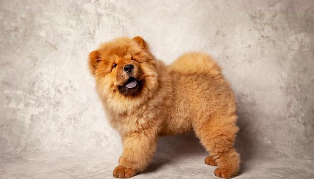 盘点最不建议养的五种狗