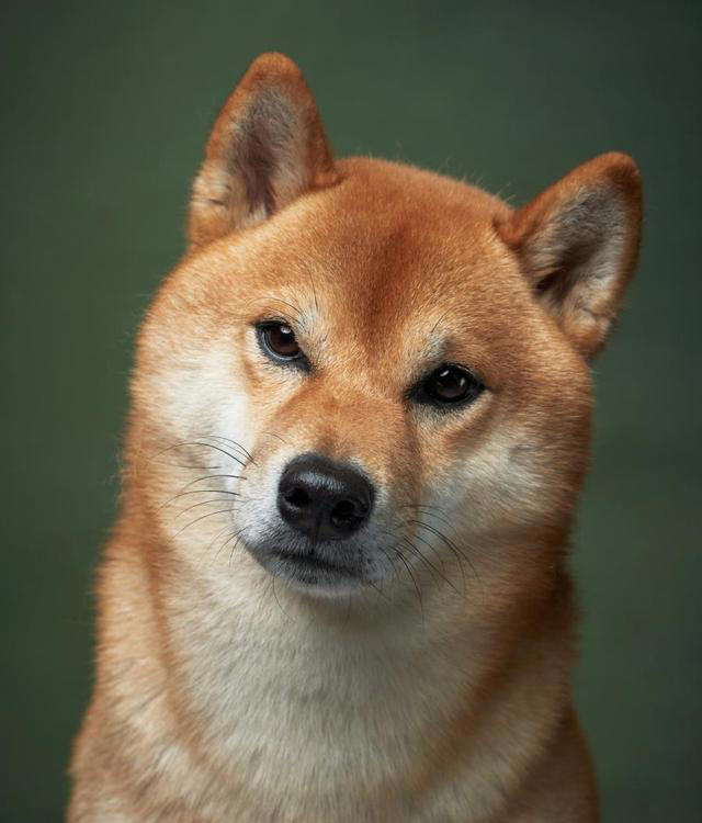 盘点最不建议养的五种狗