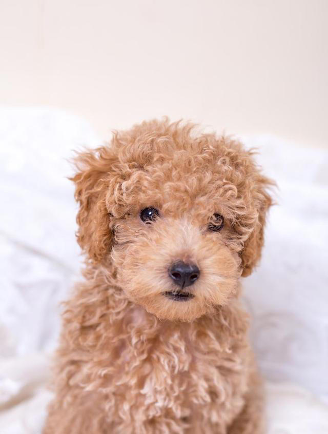 盘点最不建议养的五种狗