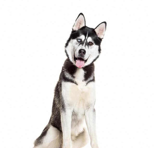 盘点最不建议养的五种狗