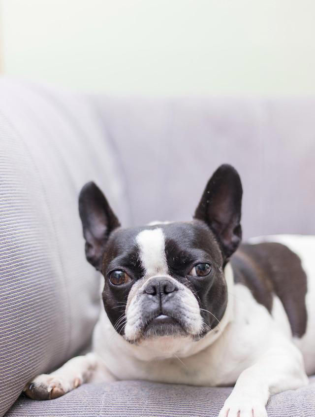 盘点最不建议养的五种狗