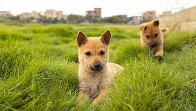 把土狗养成高级犬是一种怎样的体验？
