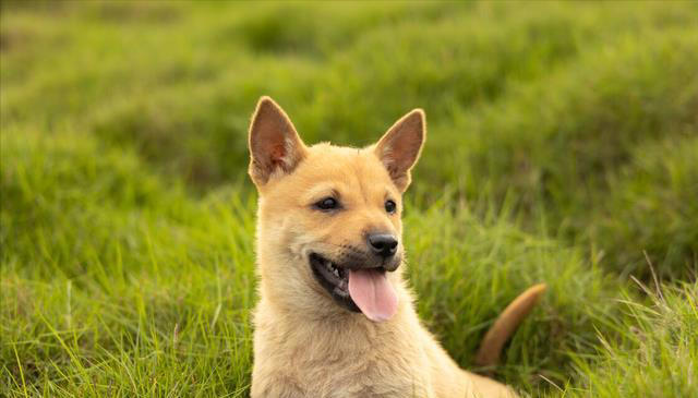 把土狗养成高级犬是一种怎样的体验？