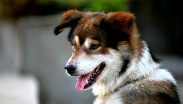 把土狗养成高级犬是一种怎样的体验？