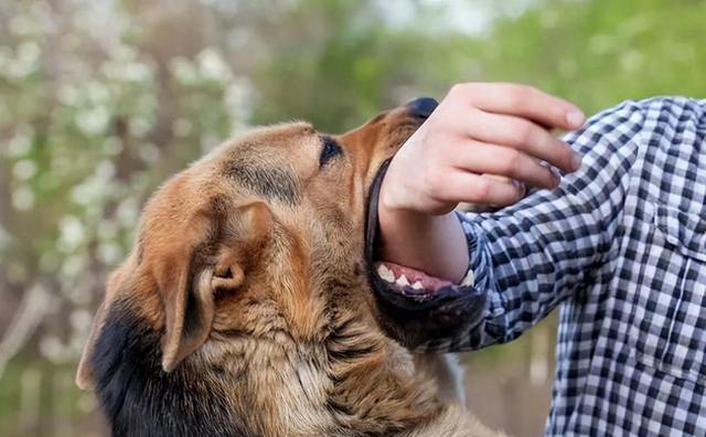 再次提醒：狗狗有这4种症状，是“狂犬病”的征兆！快远离！