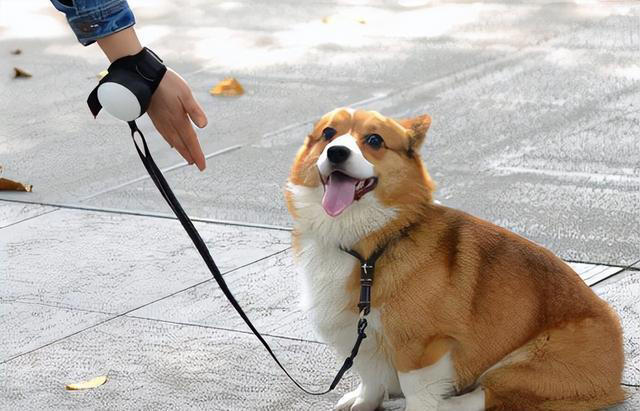 再次提醒：狗狗有这4种症状，是“狂犬病”的征兆！快远离！