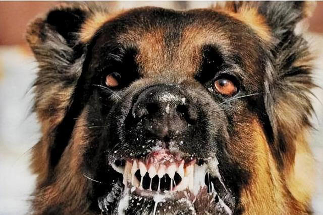 再次提醒：狗狗有这4种症状，是“狂犬病”的征兆！快远离！