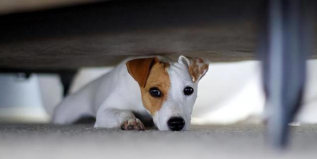 再次提醒：狗狗有这4种症状，是“狂犬病”的征兆！快远离！