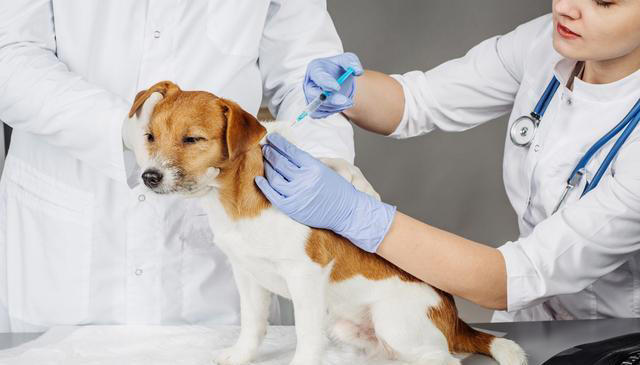 再次提醒：狗狗有这4种症状，是“狂犬病”的征兆！快远离！