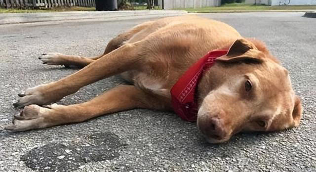 再次提醒：狗狗有这4种症状，是“狂犬病”的征兆！快远离！