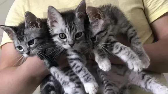 养猫是一件既充满乐趣又需要耐心和细心的事情