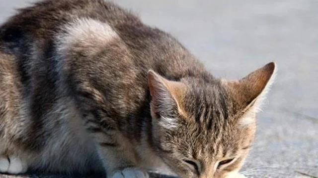 养猫是一件既充满乐趣又需要耐心和细心的事情