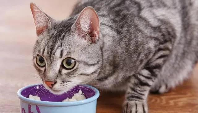 养猫是一件既充满乐趣又需要耐心和细心的事情