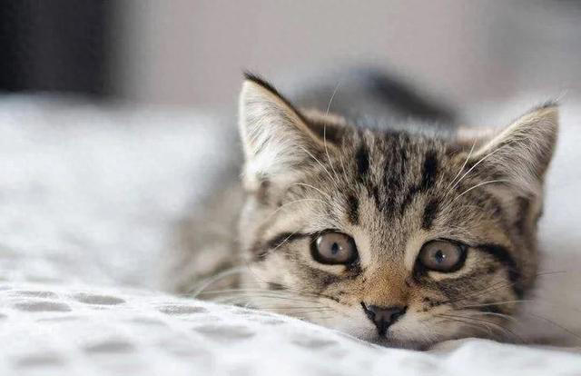 养猫是一件既充满乐趣又需要耐心和细心的事情