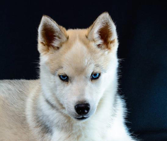 狗狗有这些特征很聪明，平常可能注意不到