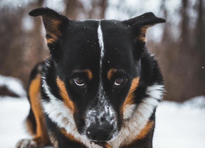 狗狗有这些特征很聪明，平常可能注意不到